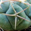 Thelocactus _hexaedrophorus_ 03